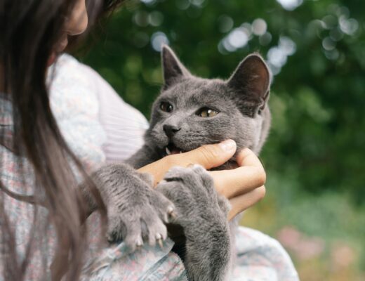 Zdjęcie do artykułu: Jak odchować kocięta – porady dla opiekunów miotu